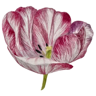 Sticker Ника Кот - 6