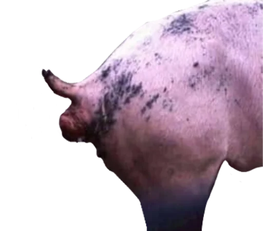 Стикер стики вохуса - 10