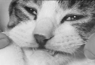 Sticker Больше стикеров 👉🏻 @stickertg4 - 11