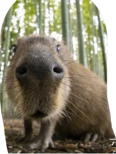 Стикер vseembobra - 1