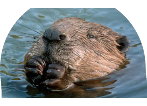 Sticker vseembobra - 1