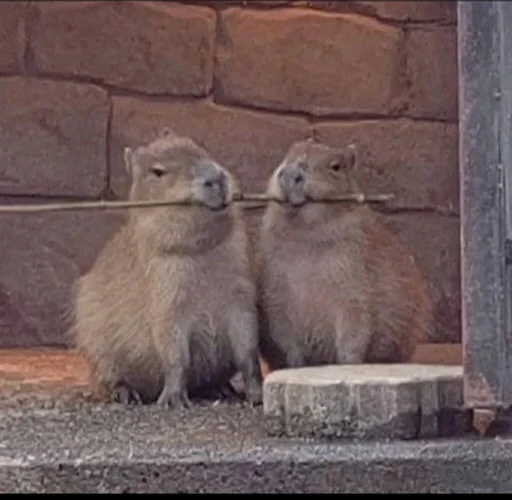 Sticker vseembobra - 1