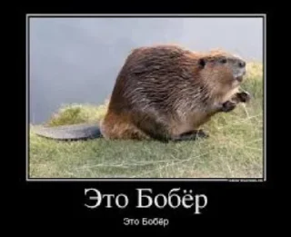 Sticker БОБРЫ - 2