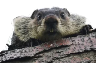 Sticker БОБРЫ - 5