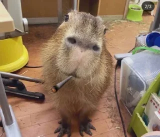 Sticker БОБРЫ - 6