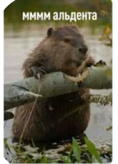 Sticker БОБРЫ - 10