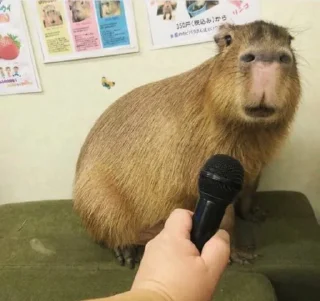 Sticker БОБРЫ - 9