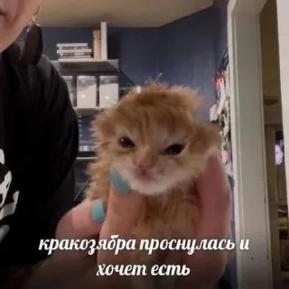 Стикер Вселенная котиков @anime4_arts - 7