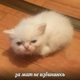 Стикер Вселенная котиков @anime4_arts - 9