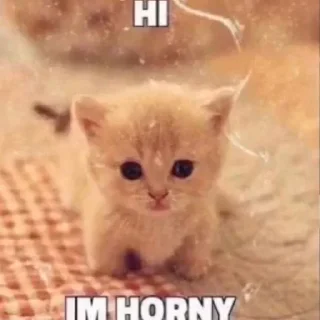 Стикер Вселенная котиков @anime4_arts - 5