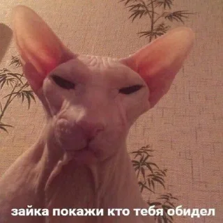 Стикер Вселенная котиков @anime4_arts - 10