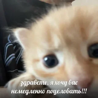 Стикер Вселенная котиков @anime4_arts - 4