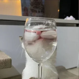 Стикер Вселенная котиков @anime4_arts - 2