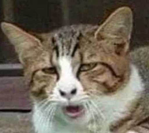 Стикер Hands off my pack, Basterds! - 11