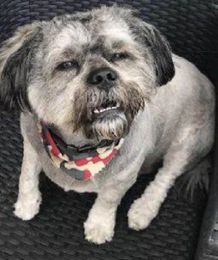 Стикер Hands off my pack, Basterds! - 10