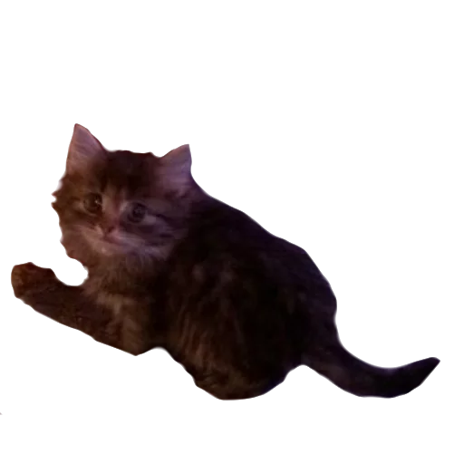 animal domestic cat cat