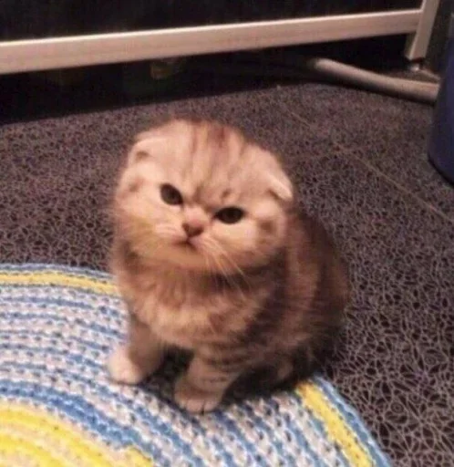 cat animal small to medium-sized cats