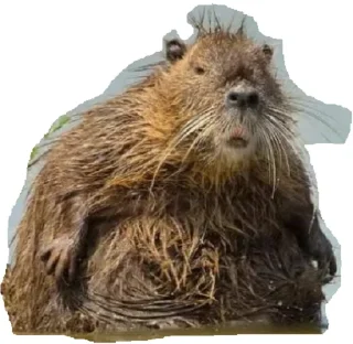 Sticker Всратыши - 2