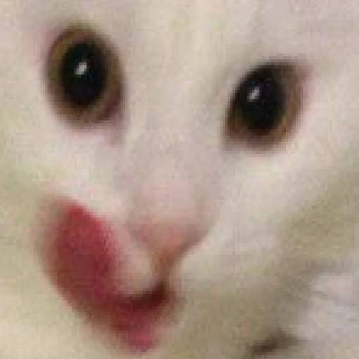 всратые кiты - 