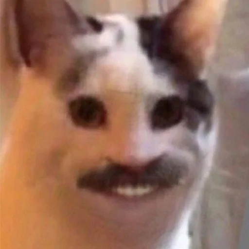 Стикер vsratiekity - 1