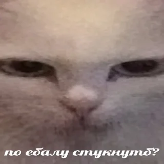 Sticker всратые кiты - 6