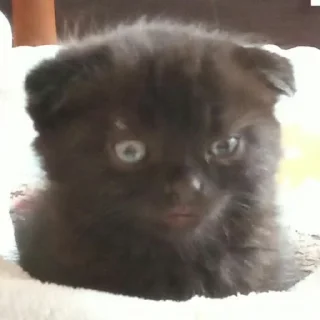 Sticker всратые кiты - 3