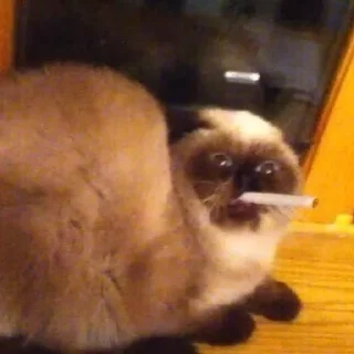 Sticker всратые кiты - 5