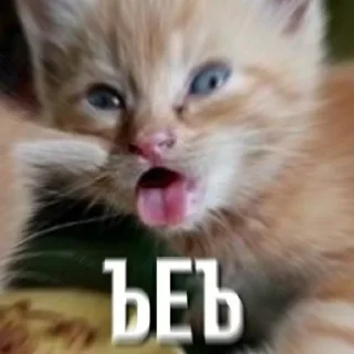 Sticker всратые кiты - 9