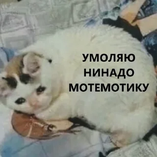 Sticker всратые кiты - 0