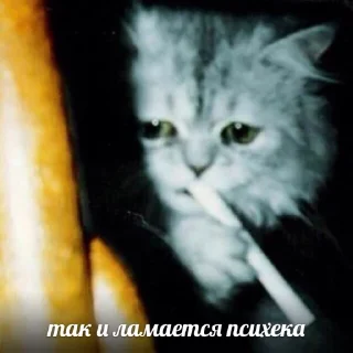 Sticker всратые кiты - 10