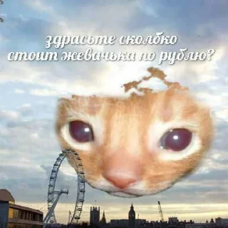 Sticker всратые кiты - 8