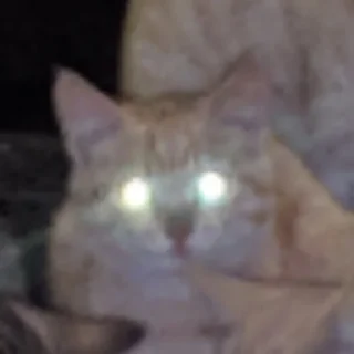 Sticker всратые кiты - 2