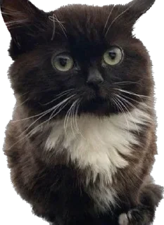 Sticker Всратыши - 3