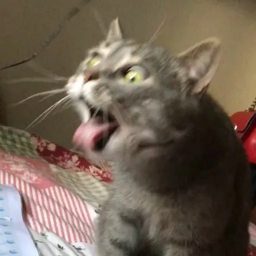 Всратi тваринки - животное