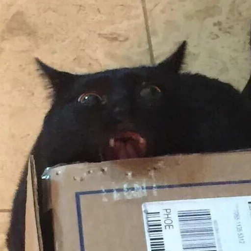 black mammal black cat