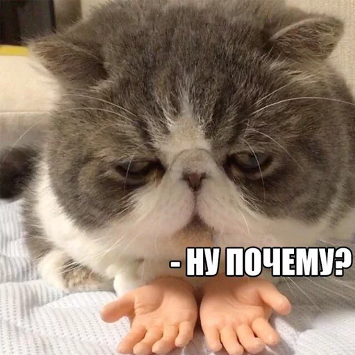 cat domestic cat small to medium-sized cats