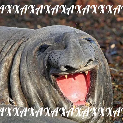 animal mammal aquatic mammal