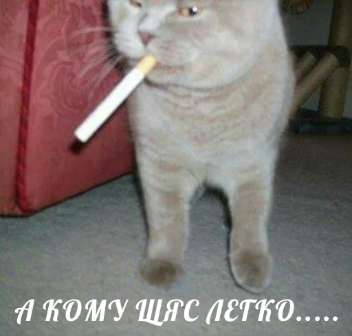 small to medium-sized cats indoor cat