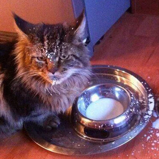 small to medium-sized cats indoor felidae