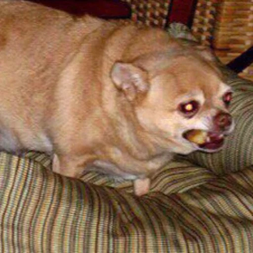 mammal animal indoor