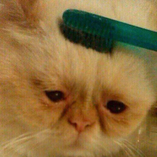 small to medium-sized cats indoor mammal