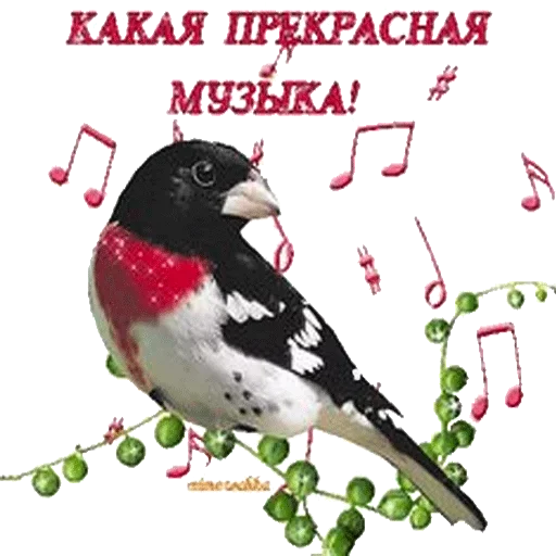 СМС животное птица