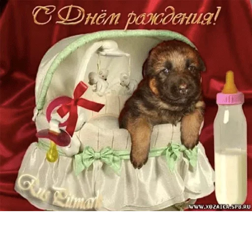 животное комнатный порода собак