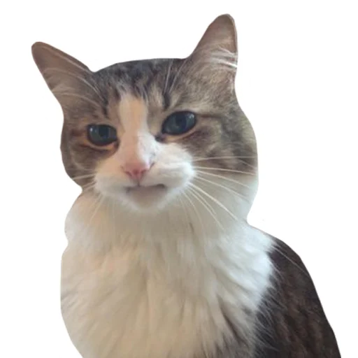 Sticker vsratyshi2_0 - 1