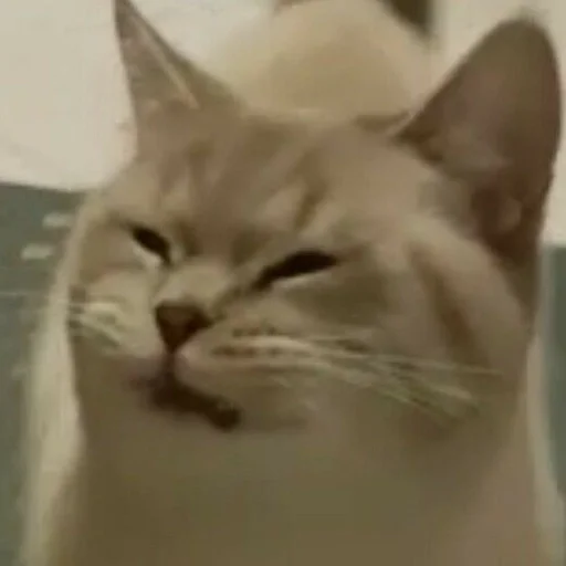 Стикер vvunwert :: @fStikBot - 10