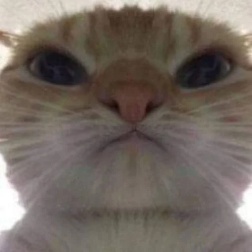 Стикер vvunwert :: @fStikBot - 6