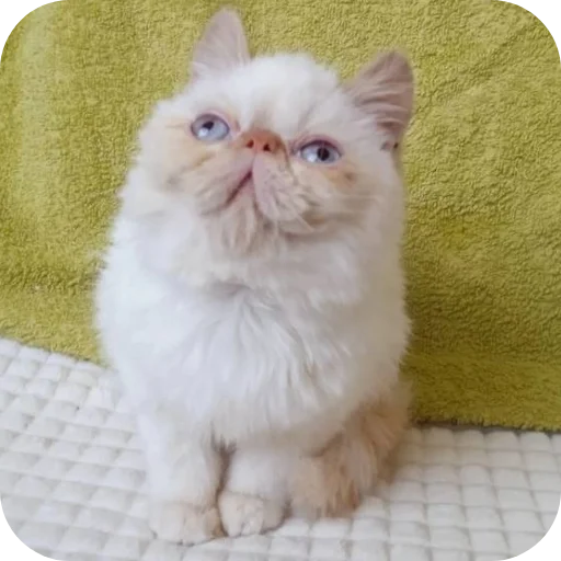 Sticker vvvvvvch - 1