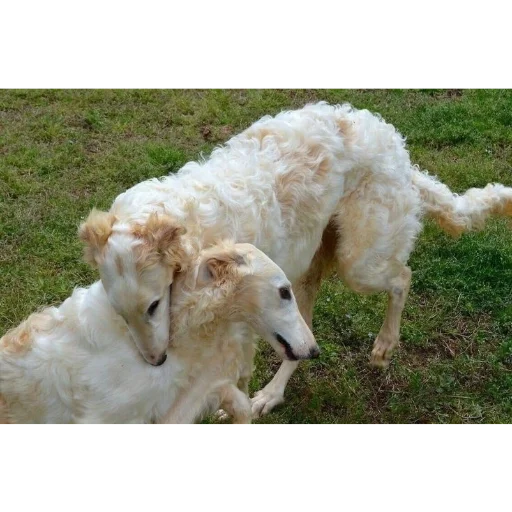 Sticker vvvvvvch - 1