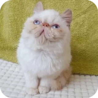 Sticker ввважнейшие переговоры - 10