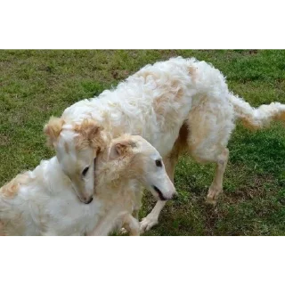 Sticker ввважнейшие переговоры - 2